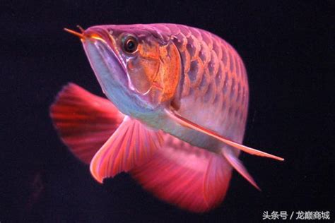 龍魚生病